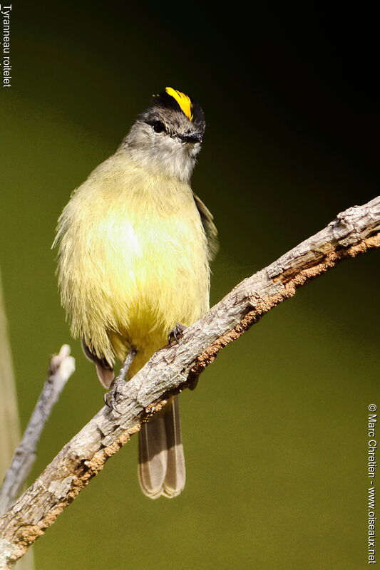 Yellow-crowned Tyrannulet male adult