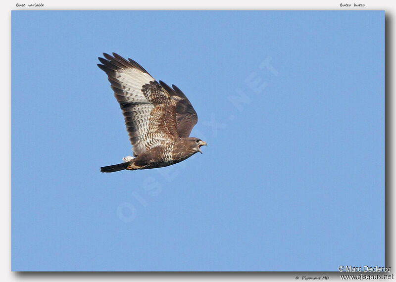 Buse variable, identification, Vol, Comportement