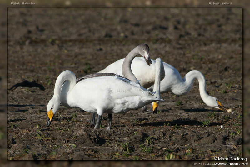 Whooper Swan, identification