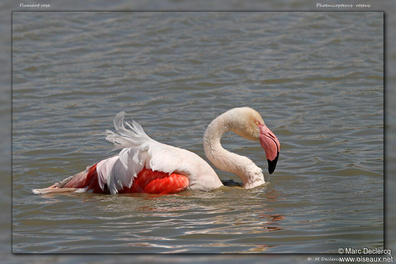 Greater Flamingo, identification