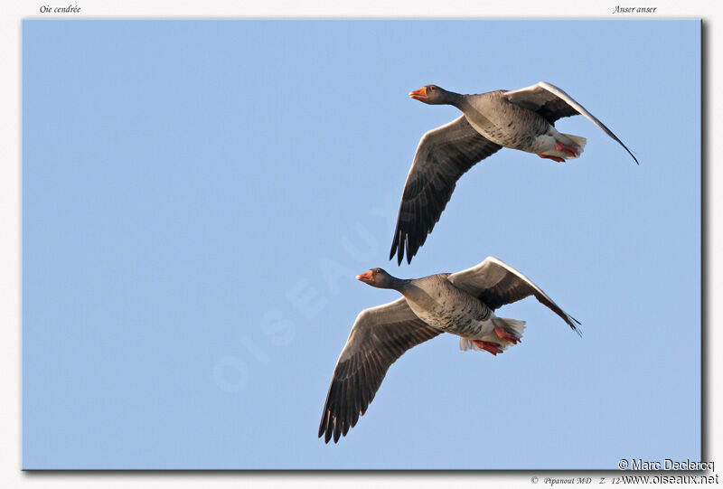 Greylag Goose, Flight