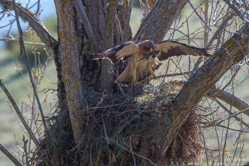 Booted Eagle female adult, identification, feeding habits, Reproduction-nesting