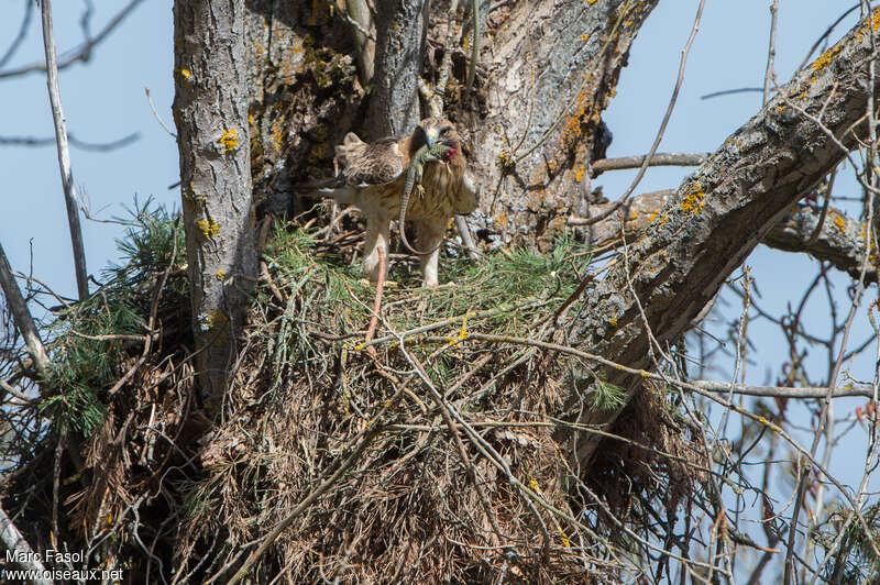 Booted Eagle female adult, feeding habits, eats, Reproduction-nesting