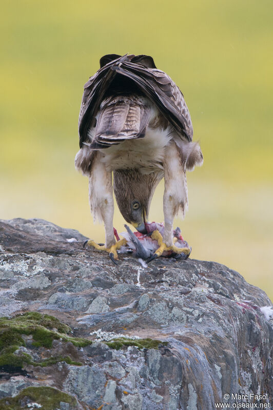 Bonelli's Eagle male Third  year breeding, identification, feeding habits, eats