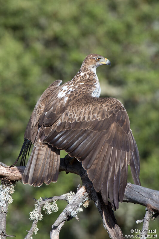Bonelli's Eagle male adult, identification