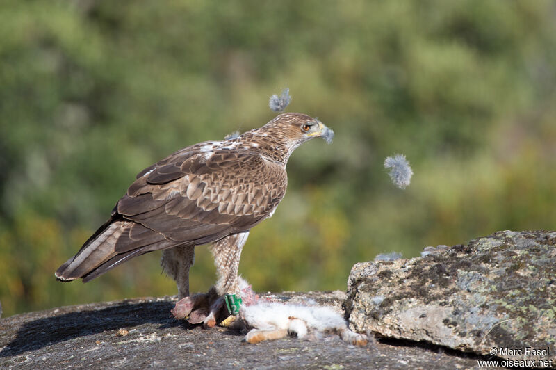 Bonelli's Eagle male adult, feeding habits, eats