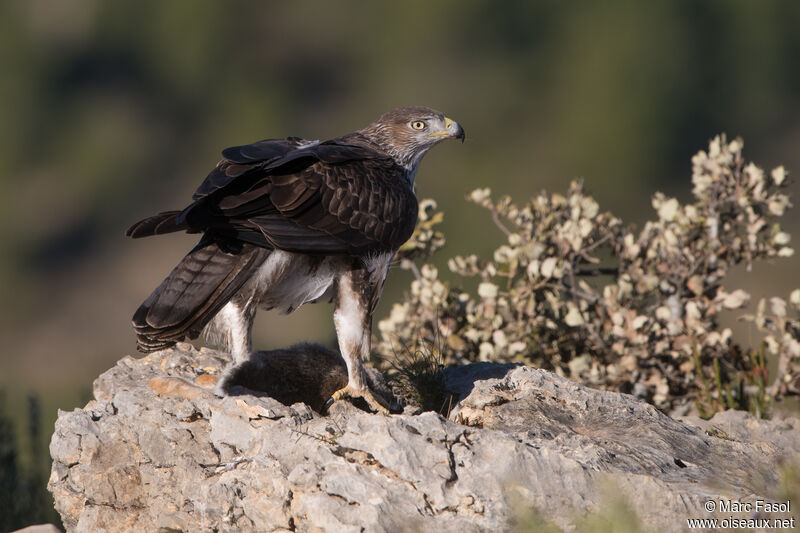 Bonelli's Eagle male adult, identification, feeding habits