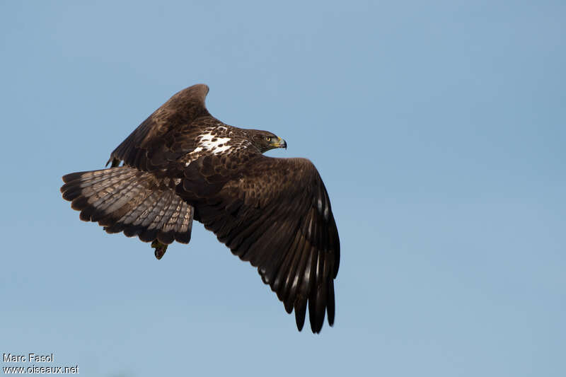 Bonelli's Eagle female adult, identification, Flight