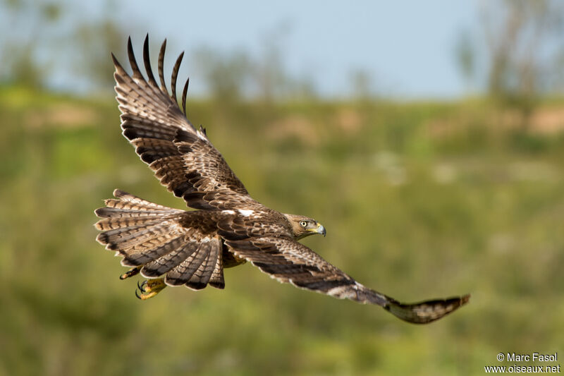 Bonelli's Eagle male Third  year breeding, Flight
