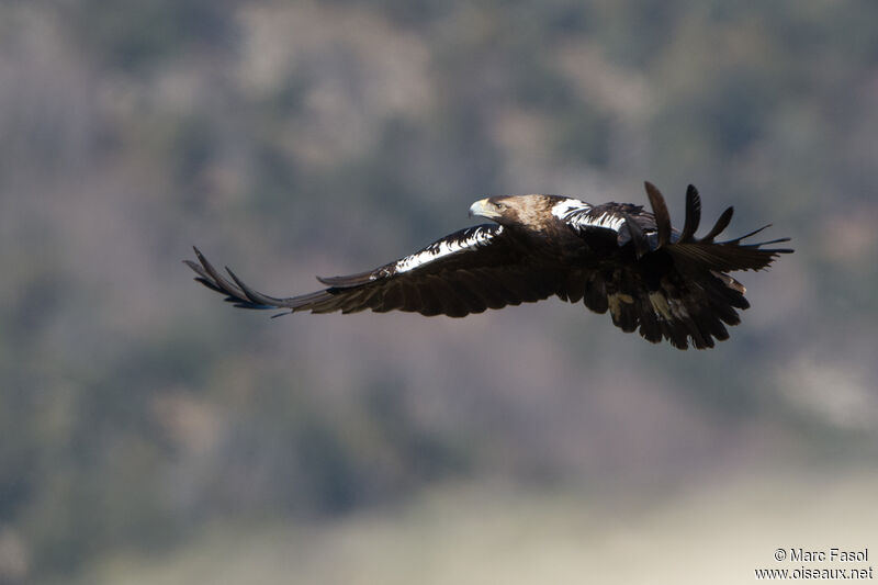 Spanish Imperial Eagle female adult, Flight