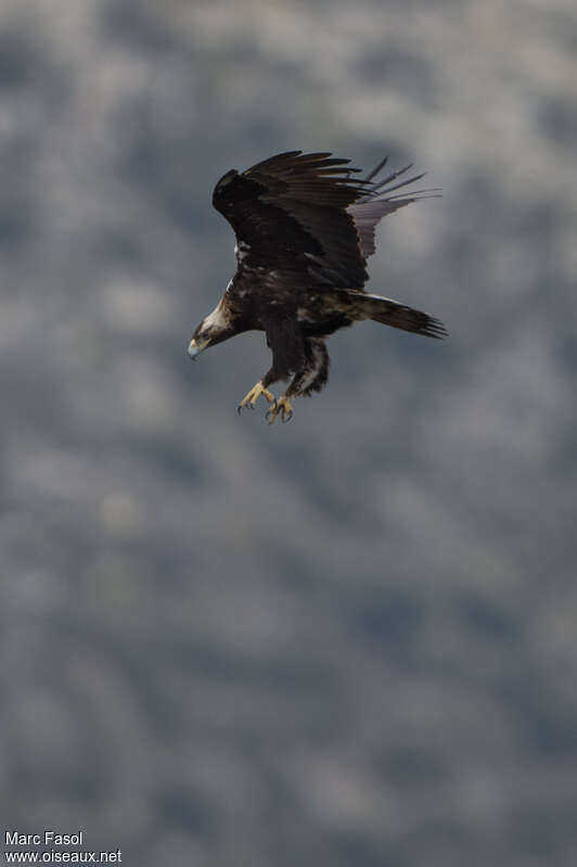 Spanish Imperial Eagle male adult, Flight, Behaviour