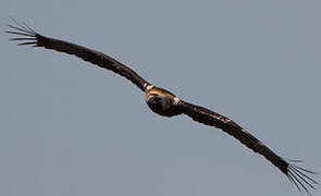 Aigle ibérique