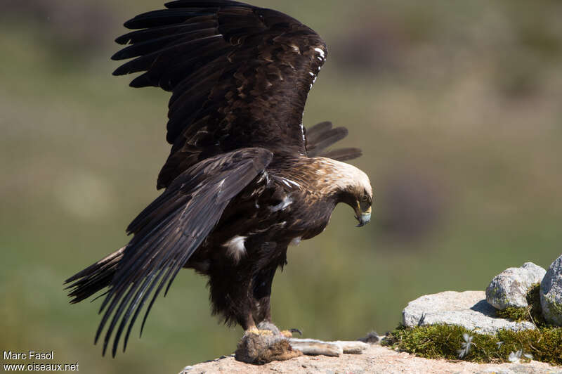 Spanish Imperial Eagle male adult breeding, feeding habits