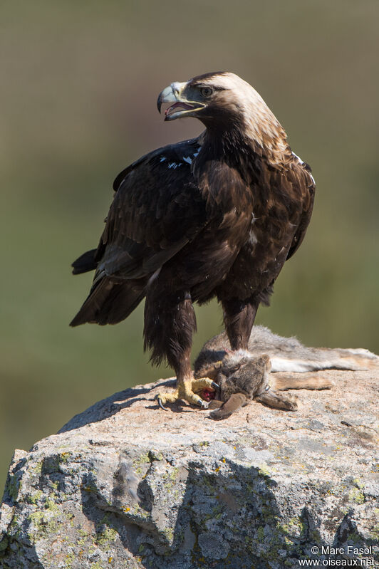 Spanish Imperial Eagle male adult, identification, feeding habits, eats