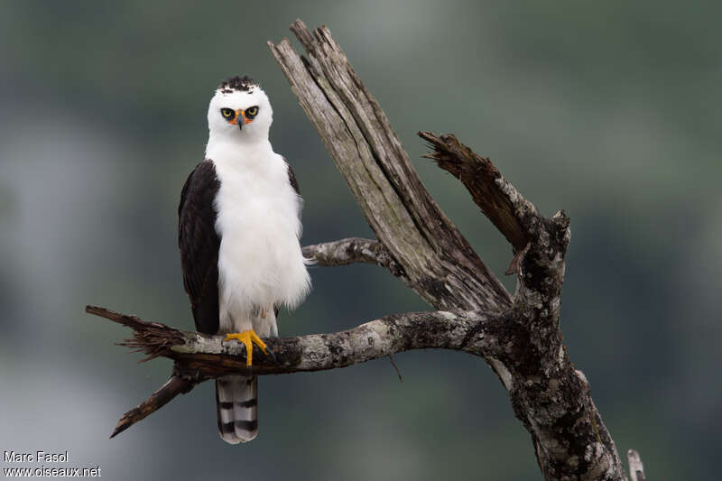 Black-and-white Hawk-Eagleadult, close-up portrait