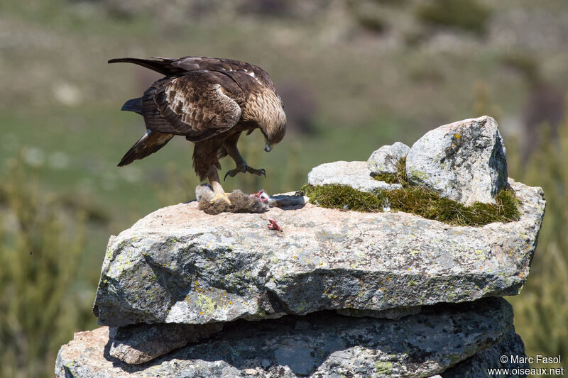 Golden Eagle male adult breeding, identification, feeding habits, eats