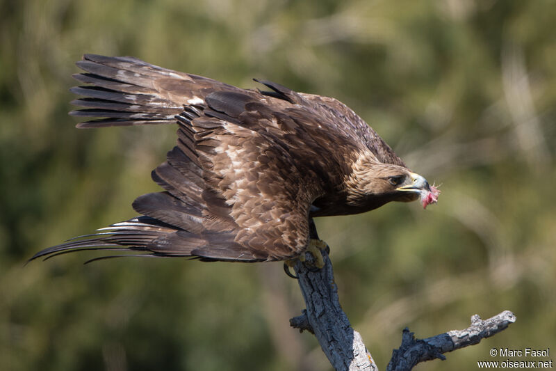 Golden Eagle male adult breeding, identification, eats
