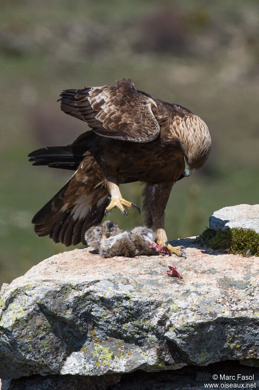 Golden Eagle male adult, identification, feeding habits, eats