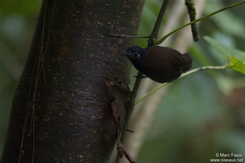Chestnut-backed Antbird male, identification, Behaviour