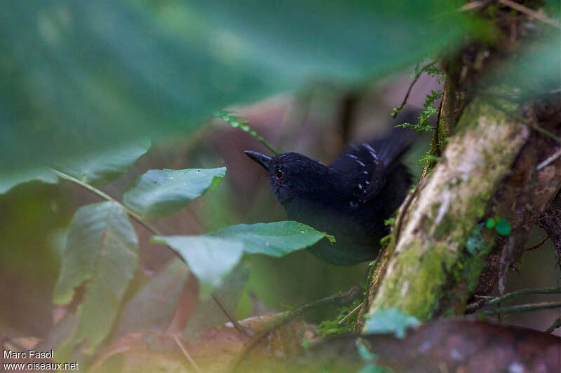 Esmeraldas Antbird male, identification