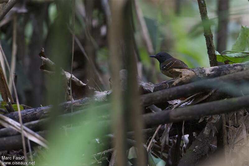 Southern Chestnut-tailed Antbird male adult, habitat, camouflage, pigmentation