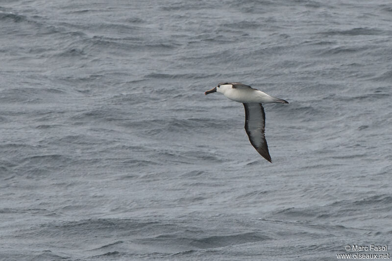 Atlantic Yellow-nosed Albatrossadult post breeding, Flight
