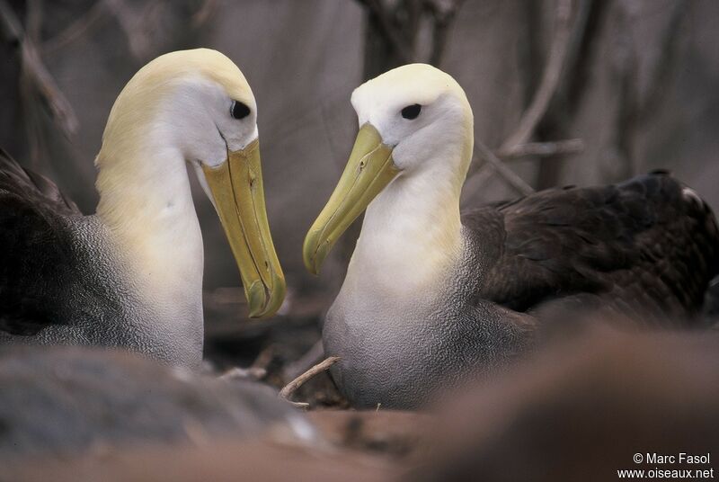 Waved Albatross adult breeding, identification, Behaviour