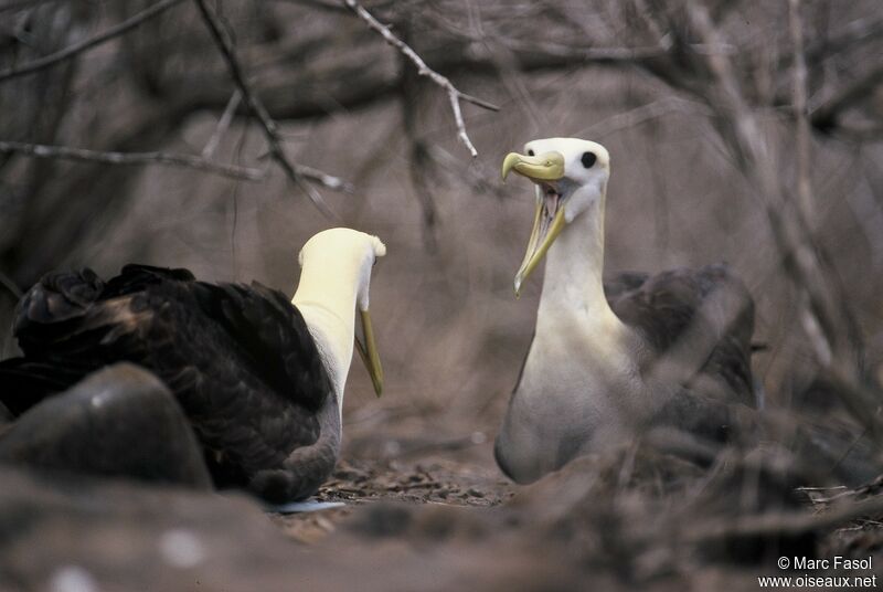 Waved Albatross adult breeding, identification, Reproduction-nesting, Behaviour
