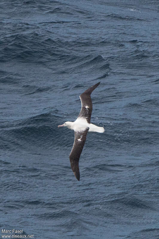 Southern Royal Albatrossimmature, identification, Flight