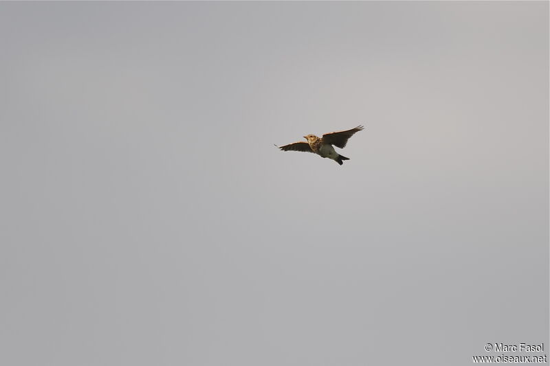 Eurasian Skylark male adult, Flight, song, Behaviour