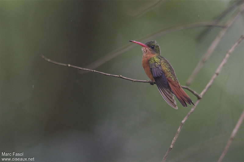 Cinnamon Hummingbird male adult, identification