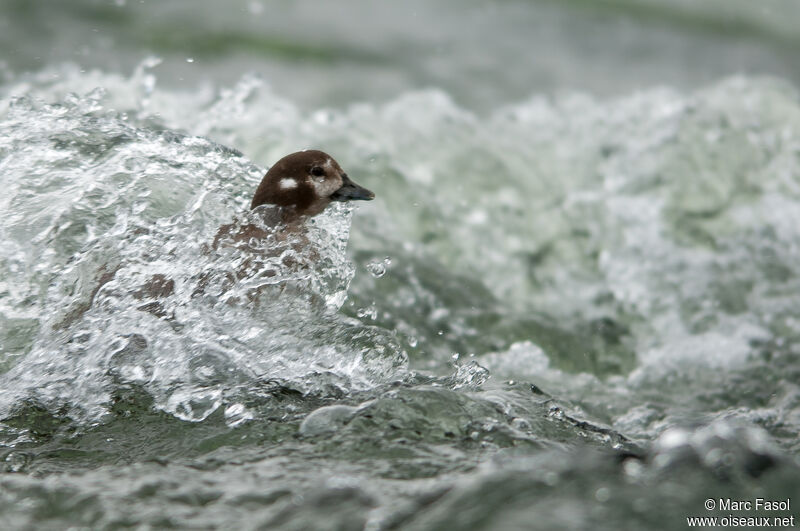 Harlequin Duck female adult, habitat, swimming
