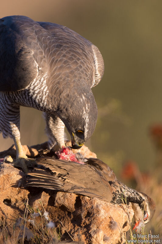 Northern Goshawk female adult, eats