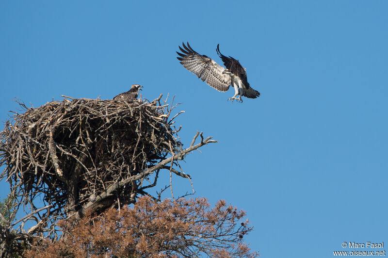 Western Ospreyjuvenile, Flight, Reproduction-nesting