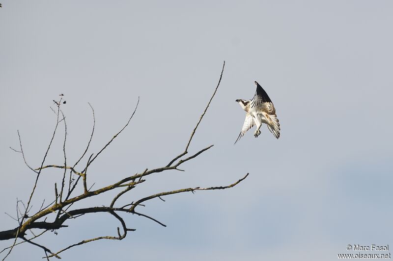 Ospreyjuvenile, Flight