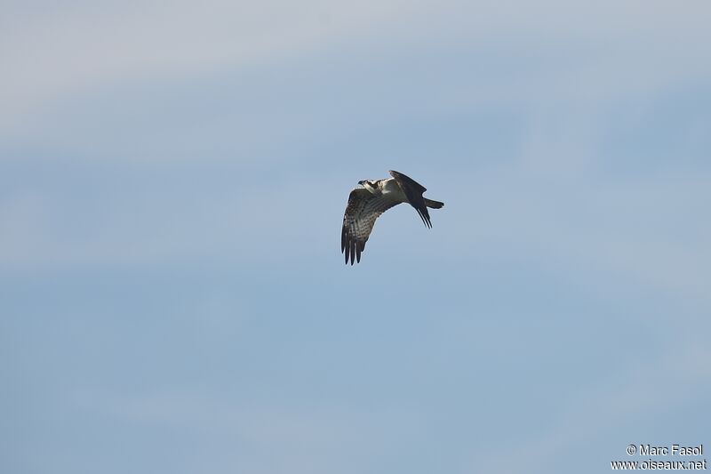 Ospreyjuvenile, Flight