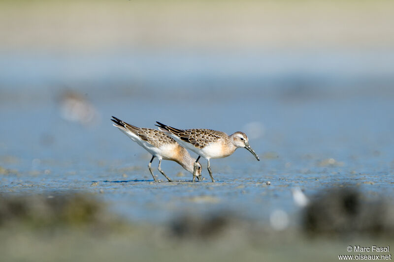 Curlew Sandpiperimmature, fishing/hunting