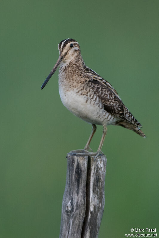 Common Snipe male adult, identification, courting display