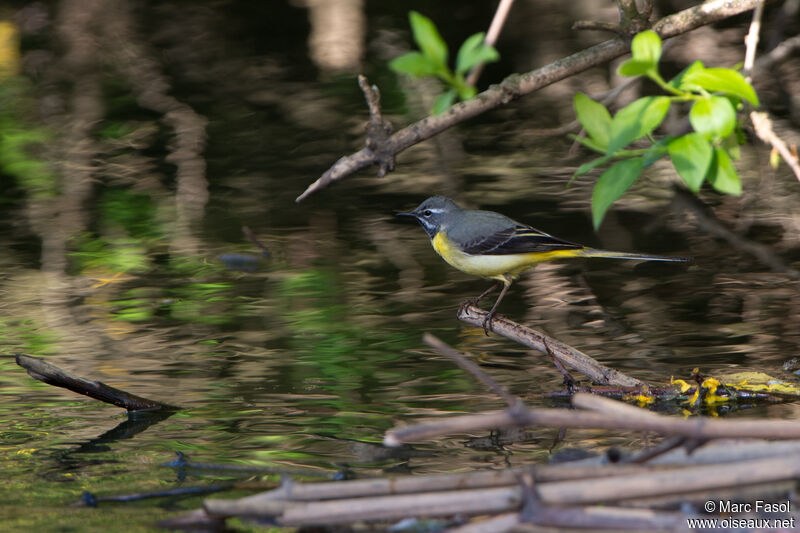 Grey Wagtail male adult, identification