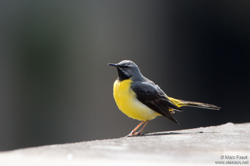 Grey Wagtail male adult, identification, song