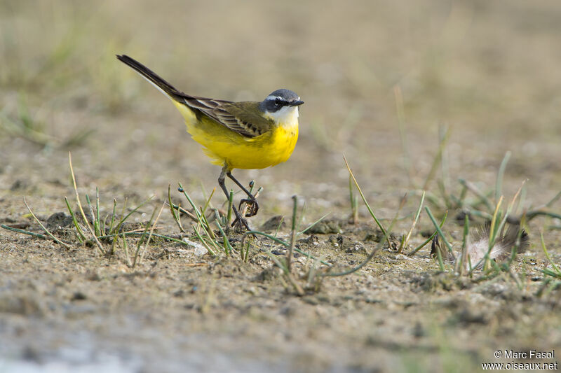 Western Yellow Wagtail male adult, identification