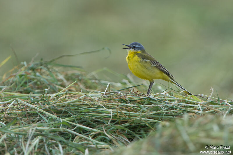 Western Yellow Wagtail male adult, song