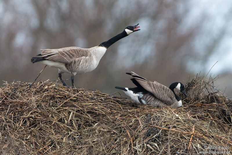 Canada Gooseadult breeding, Reproduction-nesting