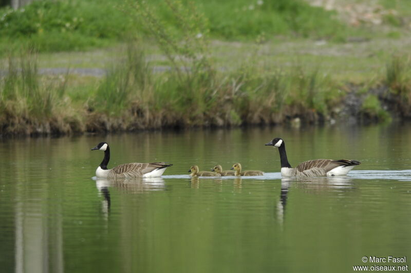 Canada Goose adult breeding, Reproduction-nesting