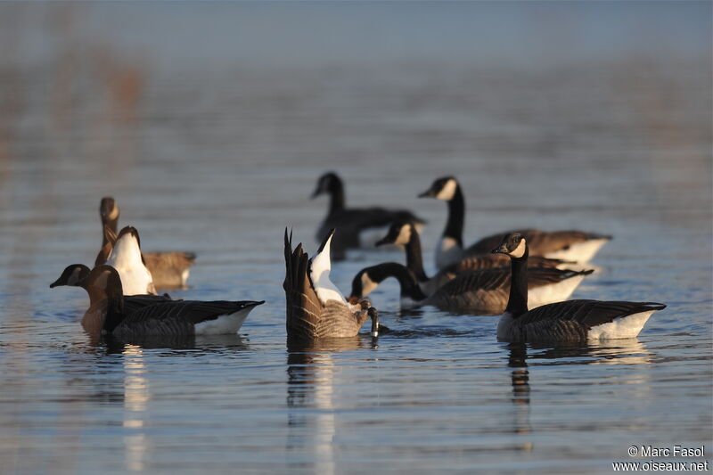 Canada Goose, identification, feeding habits, Behaviour