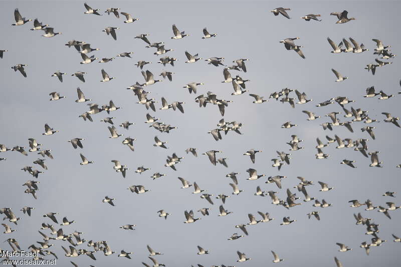 Barnacle Goose, Flight, Behaviour