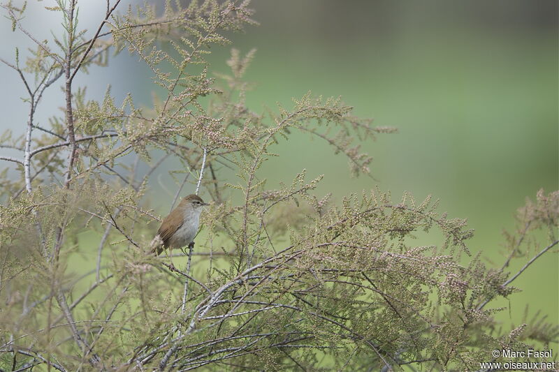 Cetti's Warbler male adult, identification