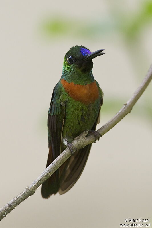 Gould's Jewelfront male adult, identification