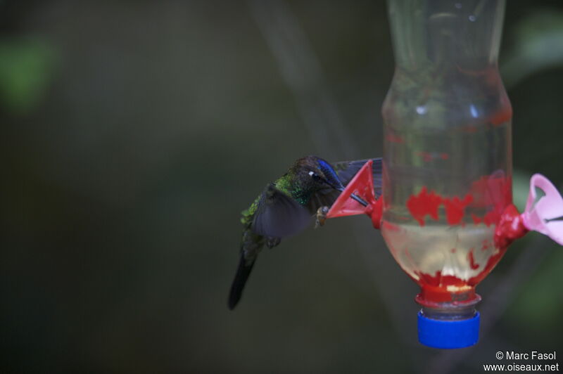 Violet-fronted Brilliant male adult breeding, Flight