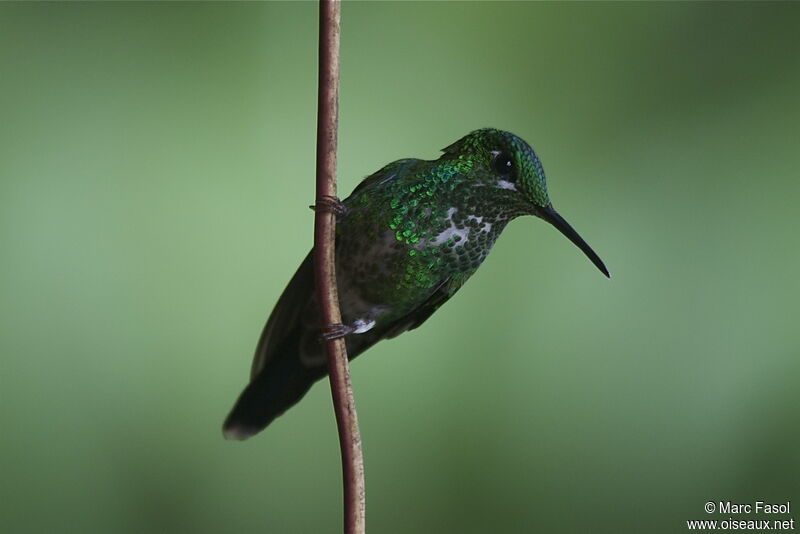 Green-crowned Brilliant female adult, identification
